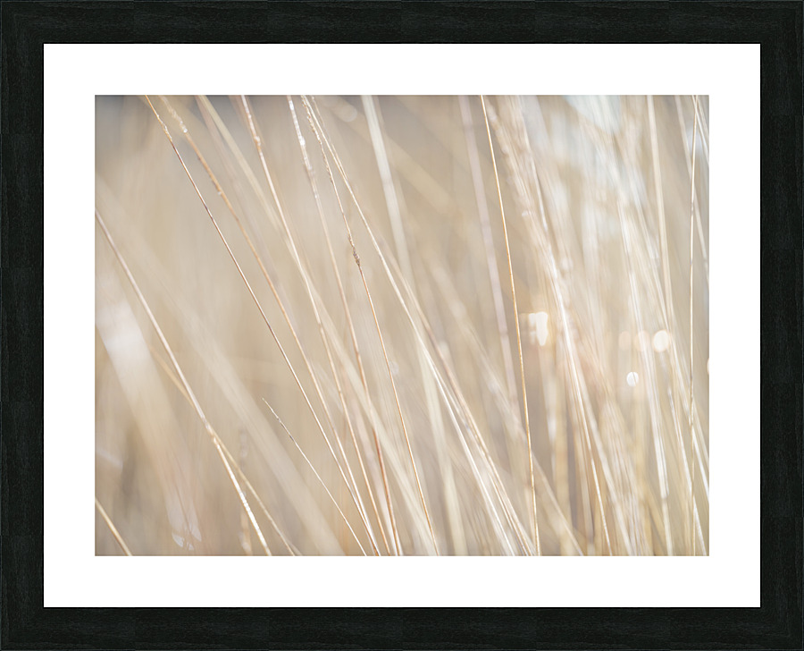 Reeds Picture Frame print