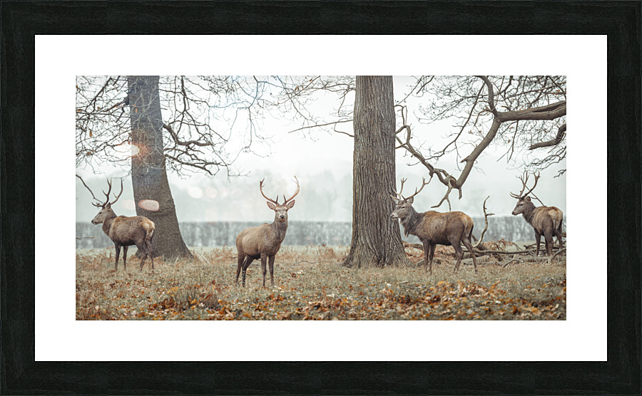 Stags in Forest Picture Frame print