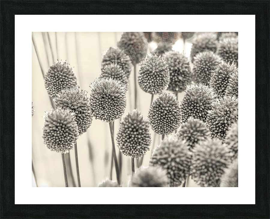 Allium Flowers Picture Frame print