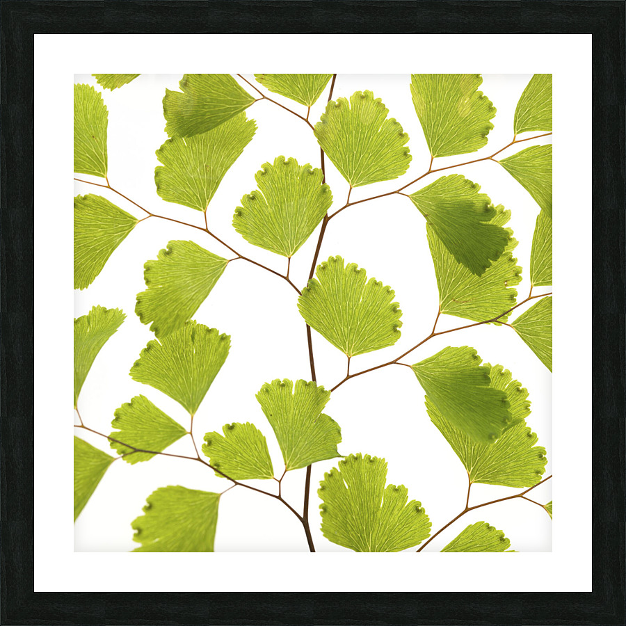 Fern Leaf Picture Frame print