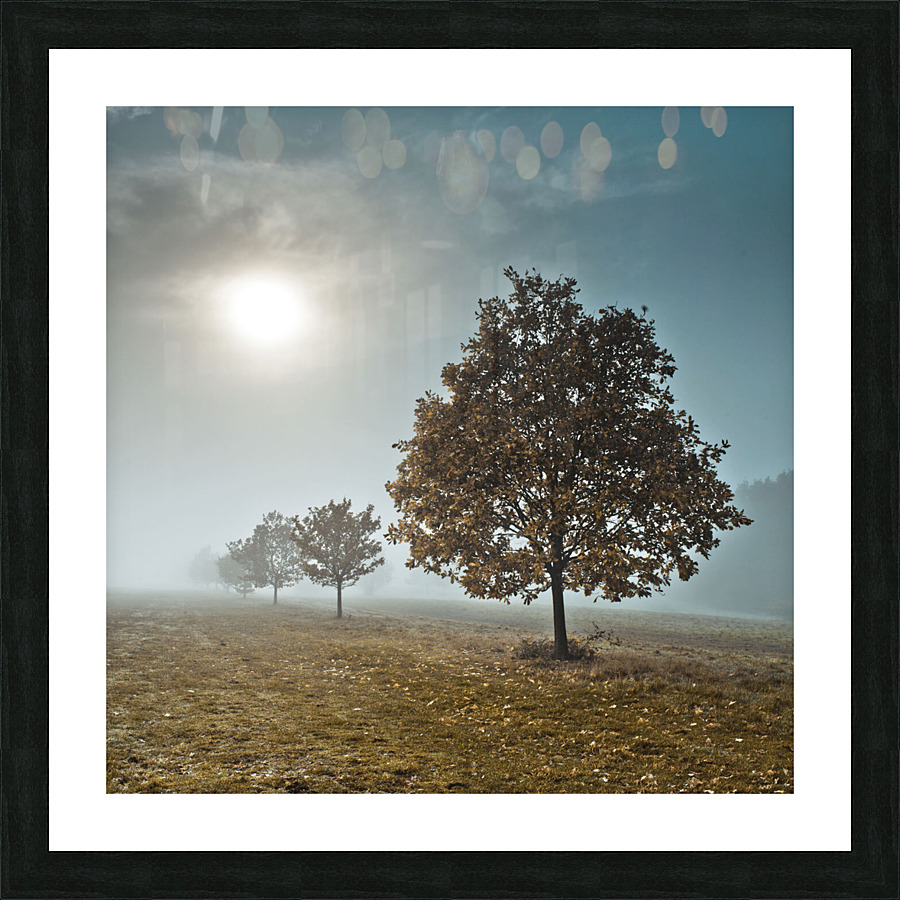 Trees in the Mist Picture Frame print