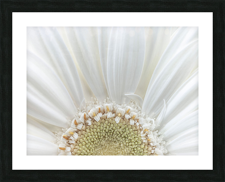 Gerbera Closeup Picture Frame print