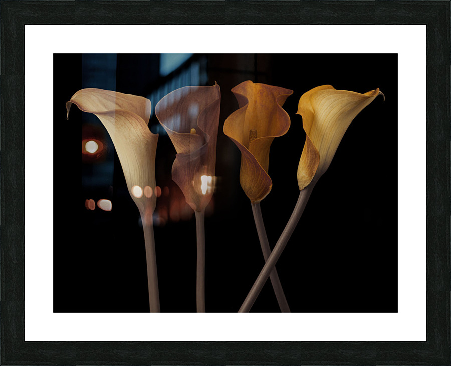 Calla Lilies Picture Frame print