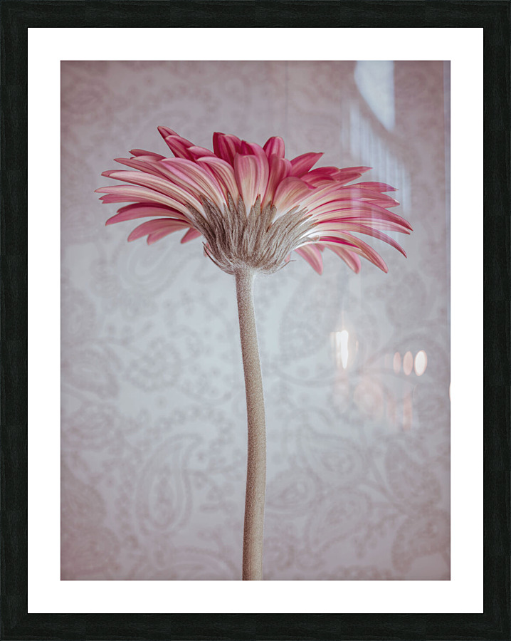 Gerbera Flower Picture Frame print