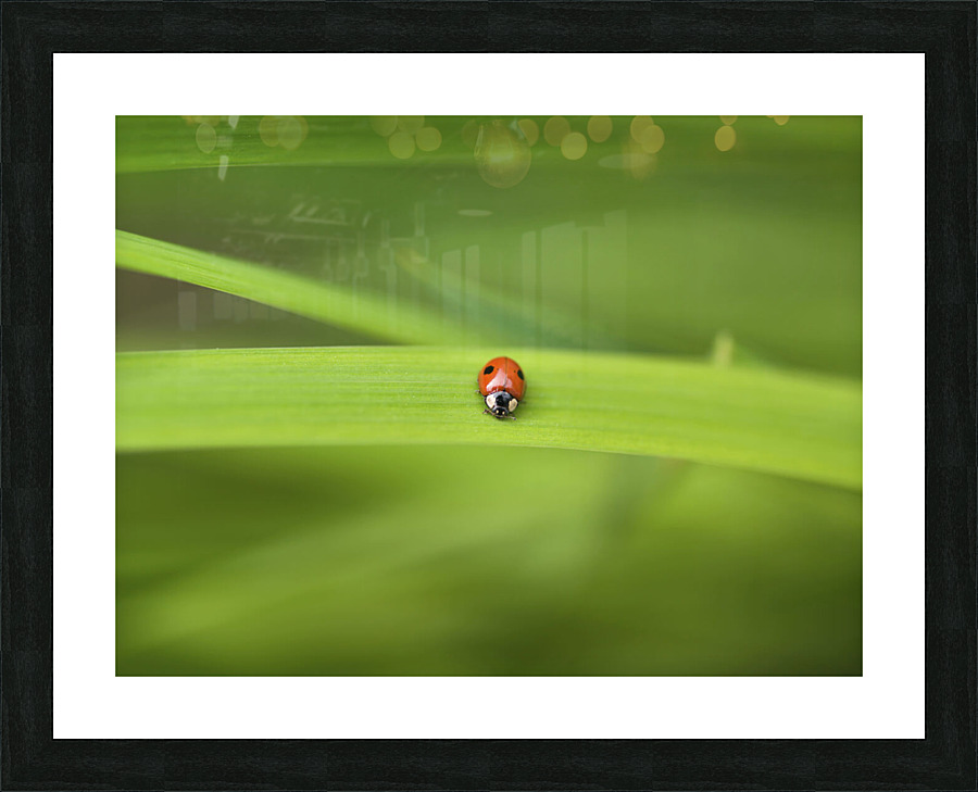 Ladybug  Picture Frame print