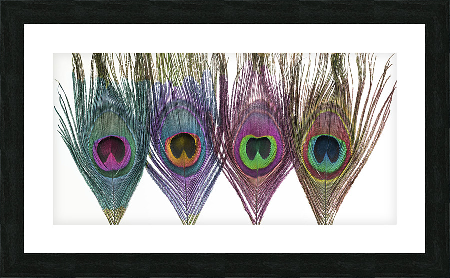 Peacock Feathers Picture Frame print