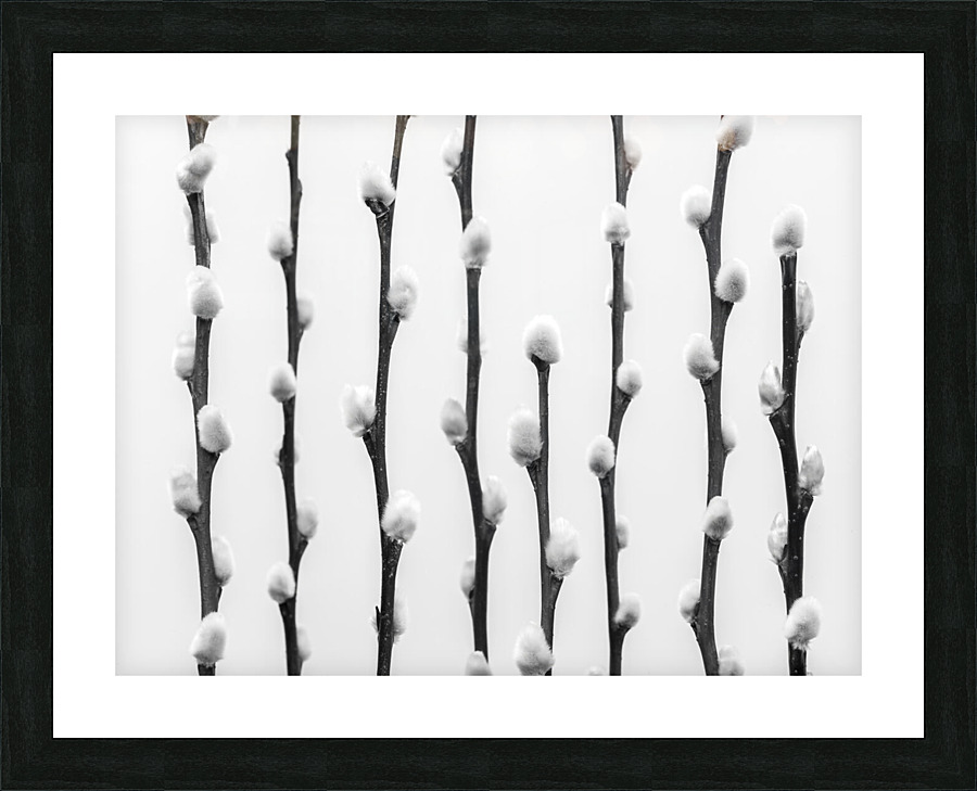 Pussy Willow Picture Frame print