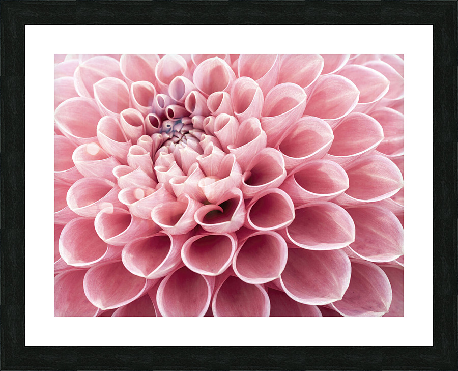 Intricate Petals Picture Frame print
