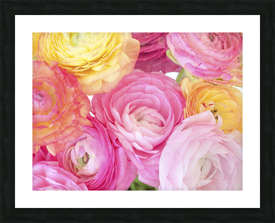 Pastel Ranunculus Picture Frame print