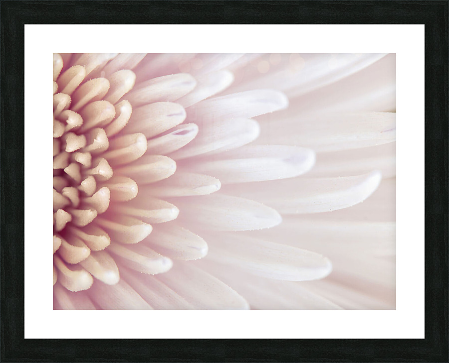 Chrysanthemum Petals Picture Frame print