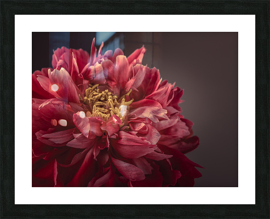Beautiful Peony Picture Frame print