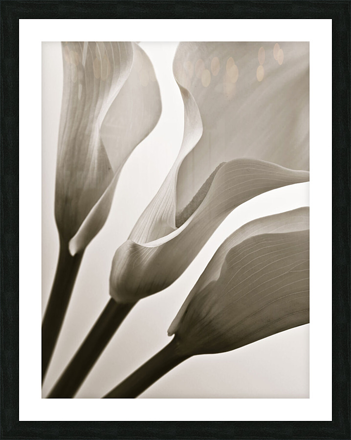 Calla Lillies Picture Frame print