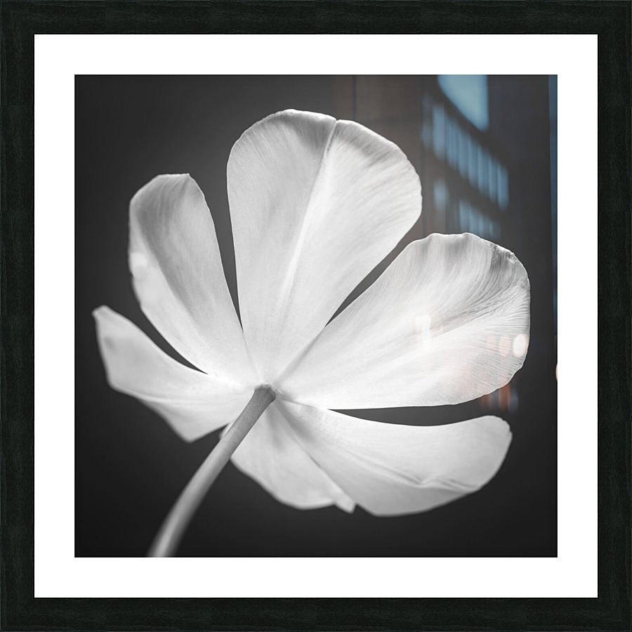 Tulip flower Picture Frame print