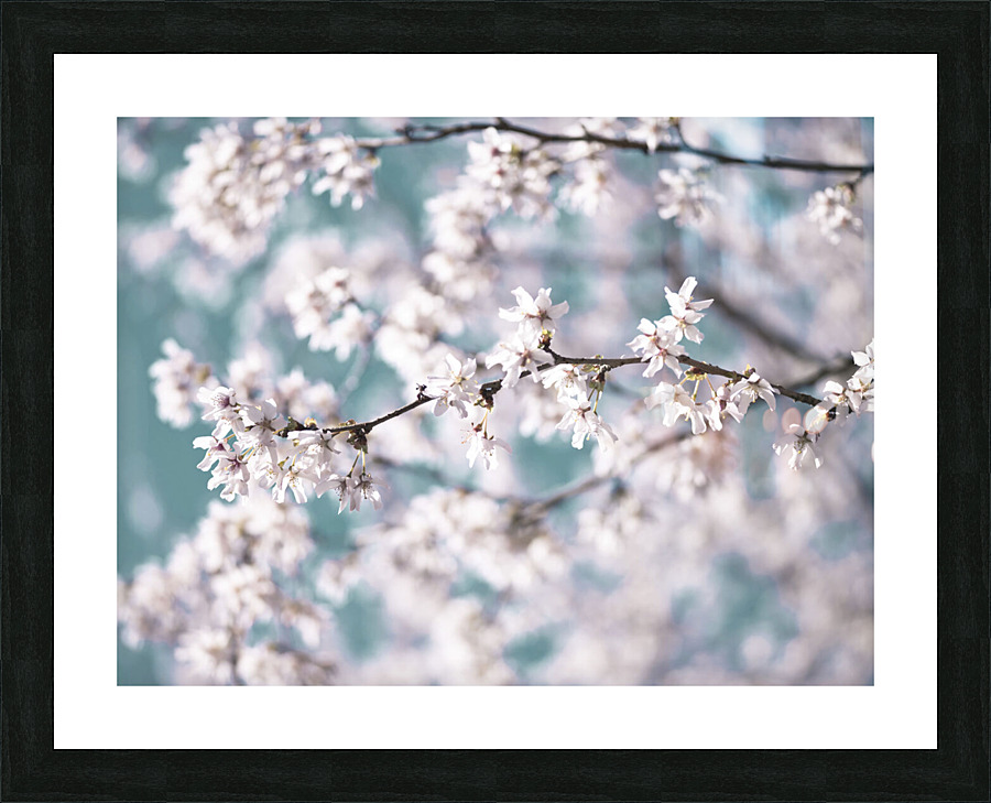 Blossoms Picture Frame print