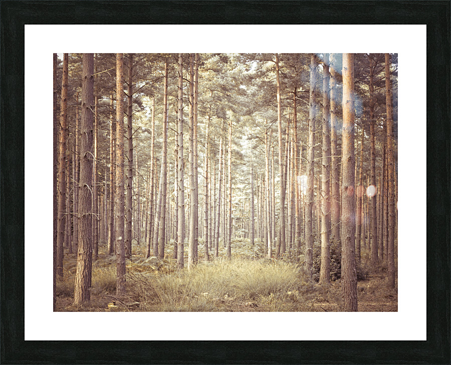 Pine Trees Picture Frame print