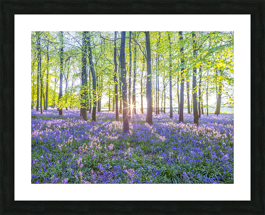 Mesmerizing Bluebell Forest Picture Frame print