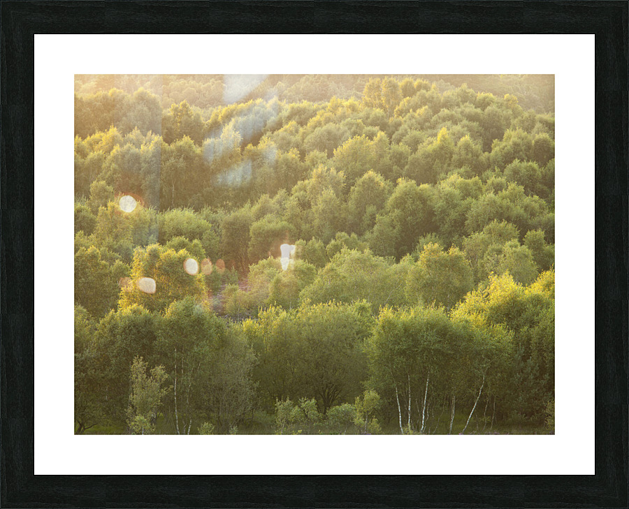 Twilight Canopy Picture Frame print