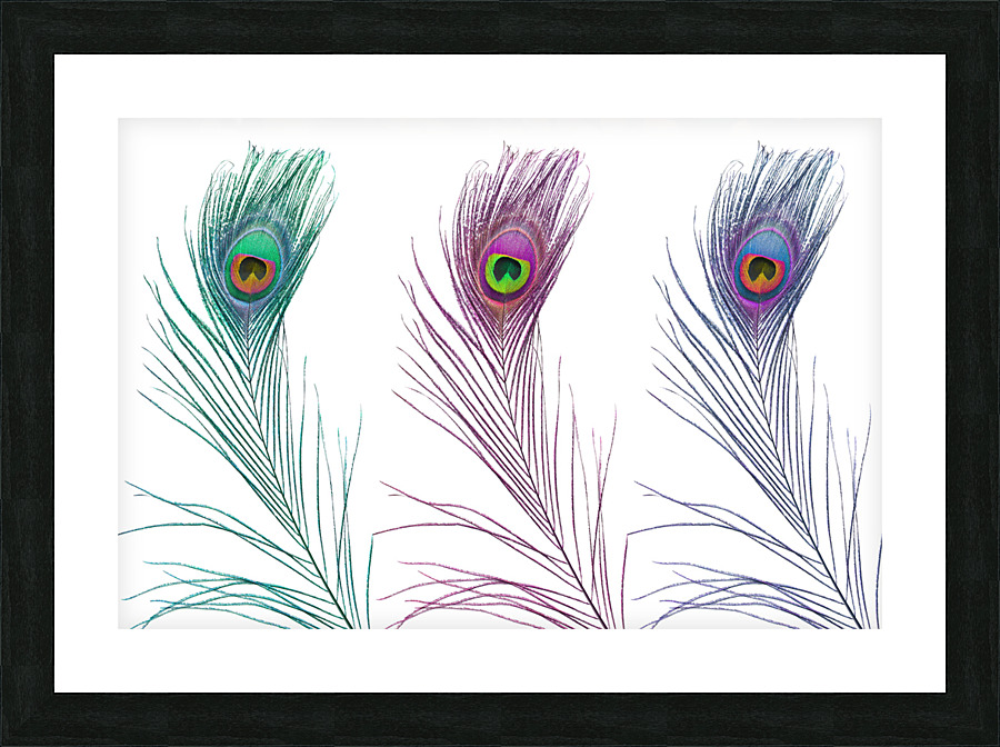 Vibrant Plumage Picture Frame print