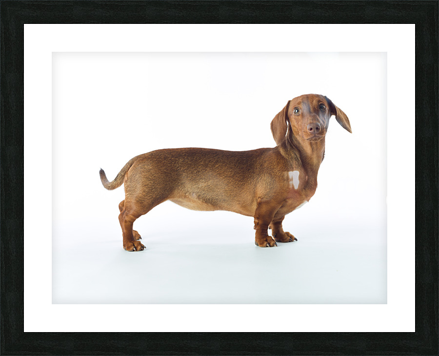 Lovable Dachshund Picture Frame print