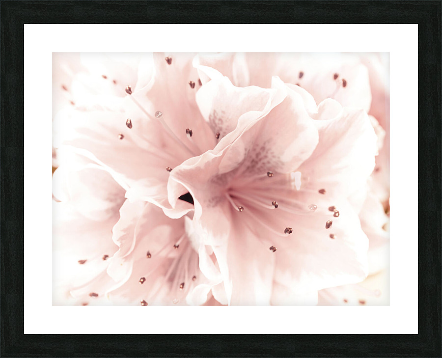 Azalea Picture Frame print