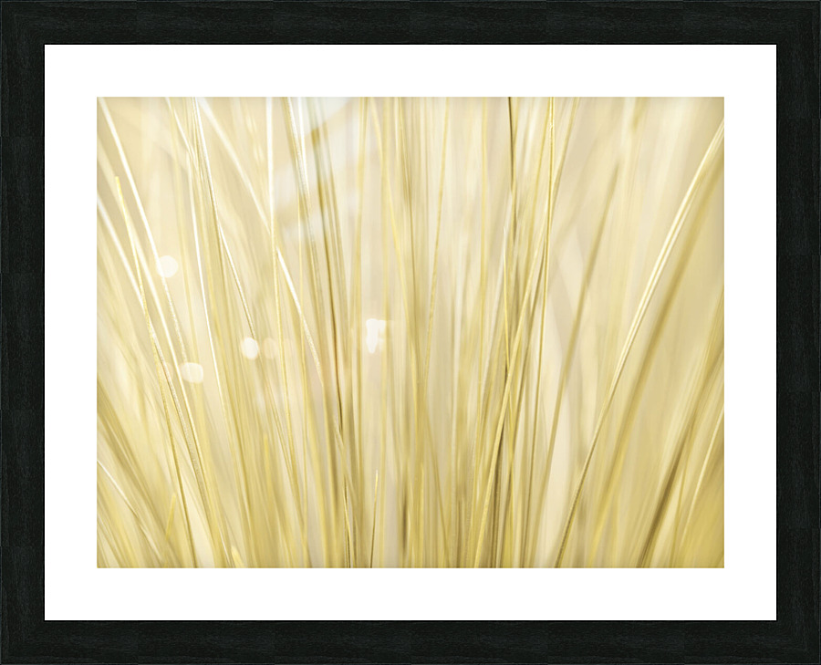 Dry Grass Picture Frame print