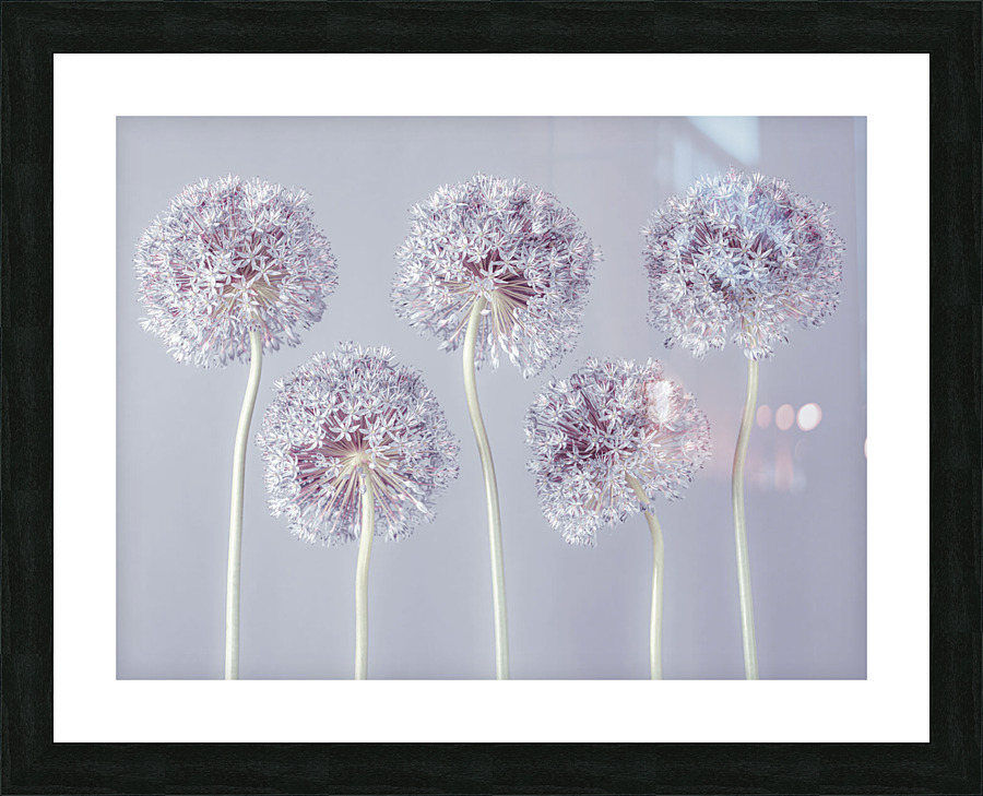 Allium Extravaganza Picture Frame print