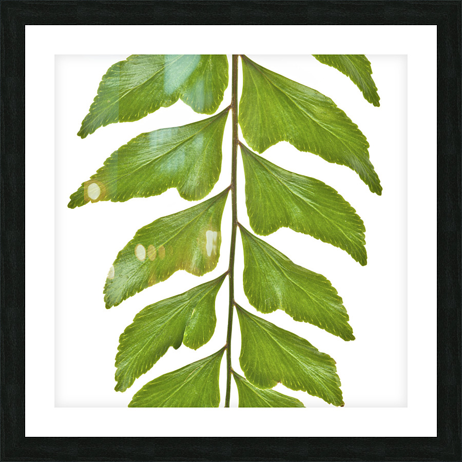 Fern Leaf Picture Frame print