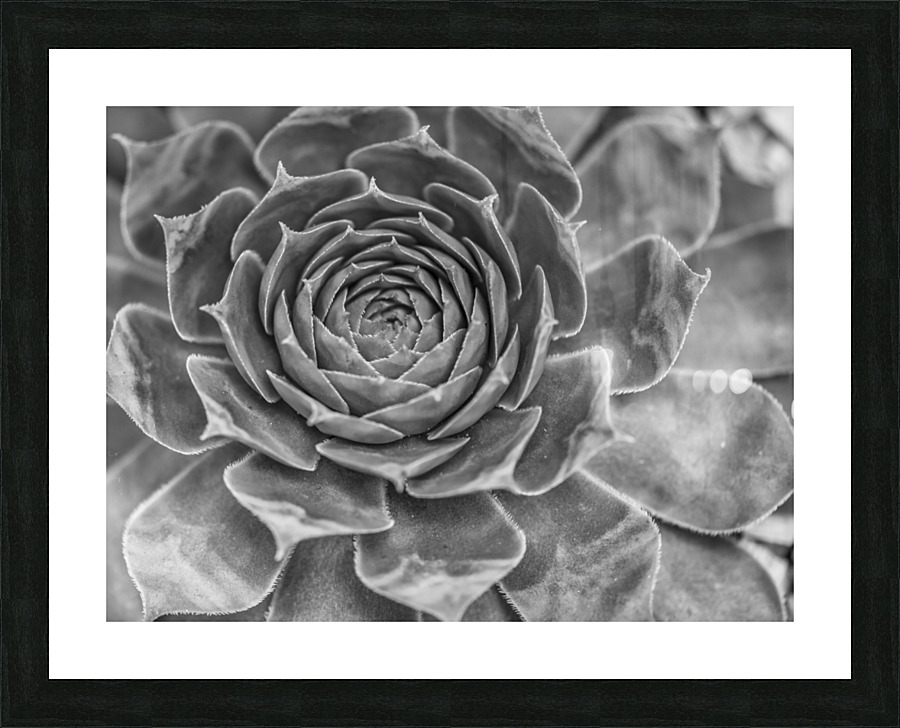 Echeveria Picture Frame print