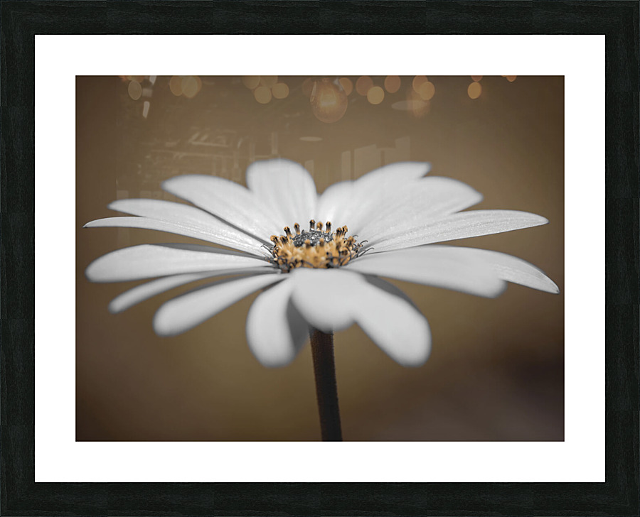 African Daisy Picture Frame print