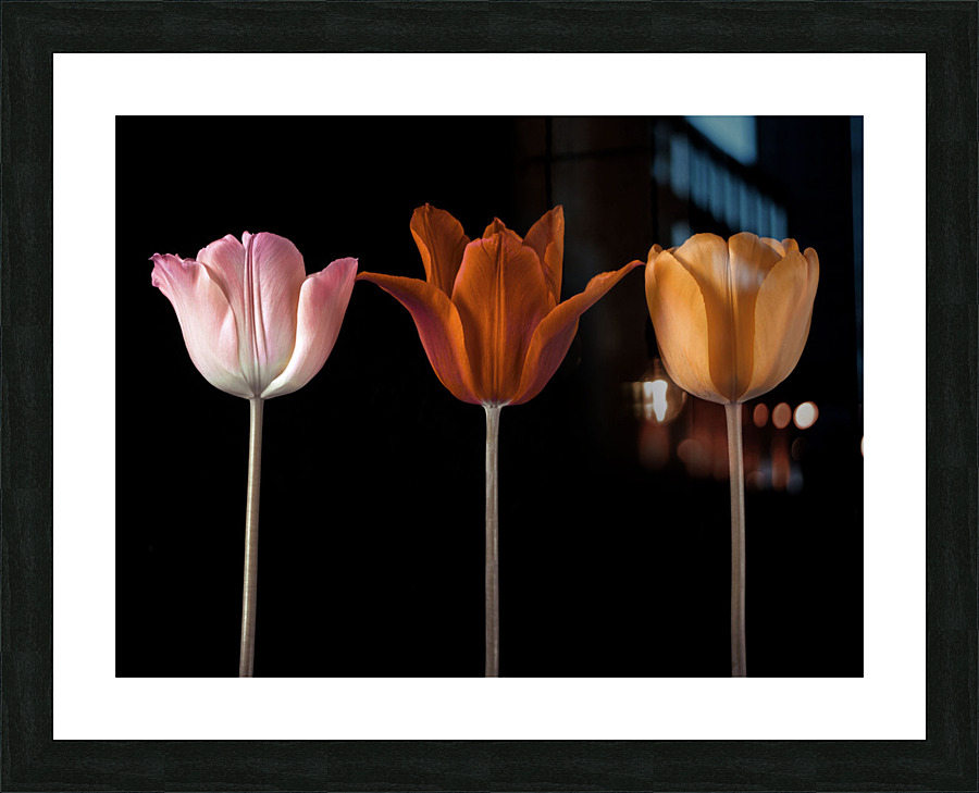 Tulip Trio Picture Frame print