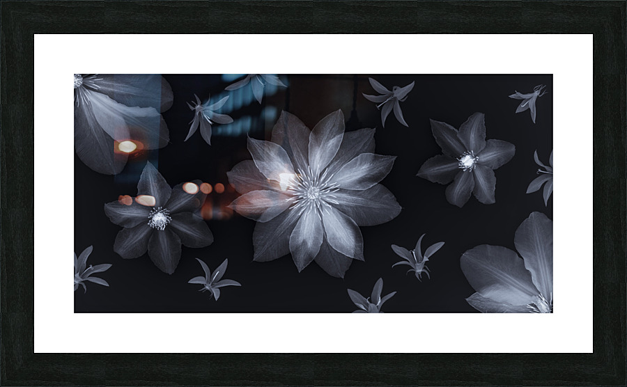 Clematis Flowers Picture Frame print