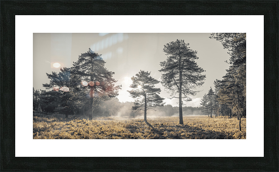 Sun through trees Picture Frame print