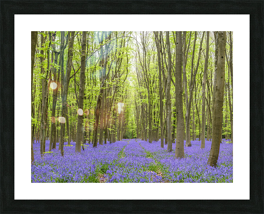 Bluebell forest Picture Frame print