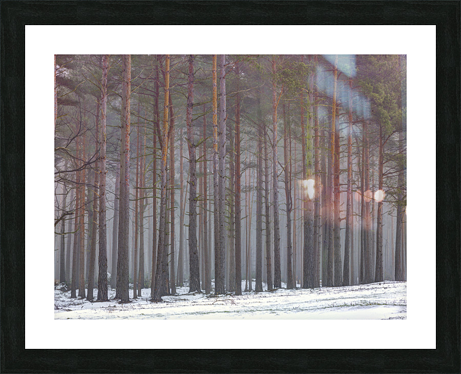 Fairyland Forest Picture Frame print