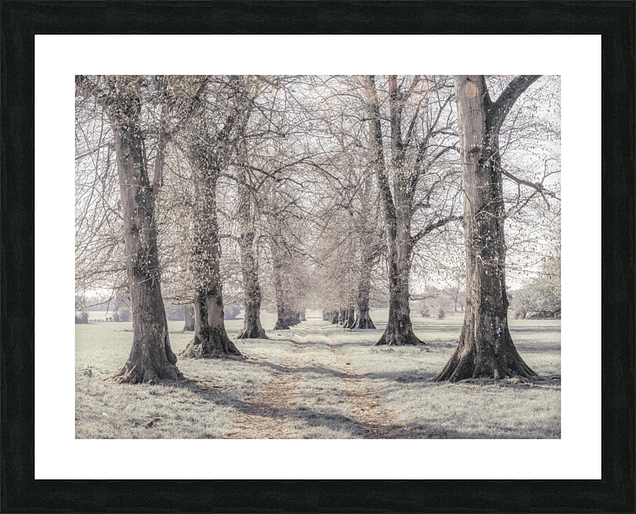 Whispering Woods Picture Frame print