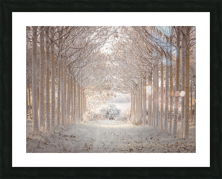 Winter Forest Picture Frame print