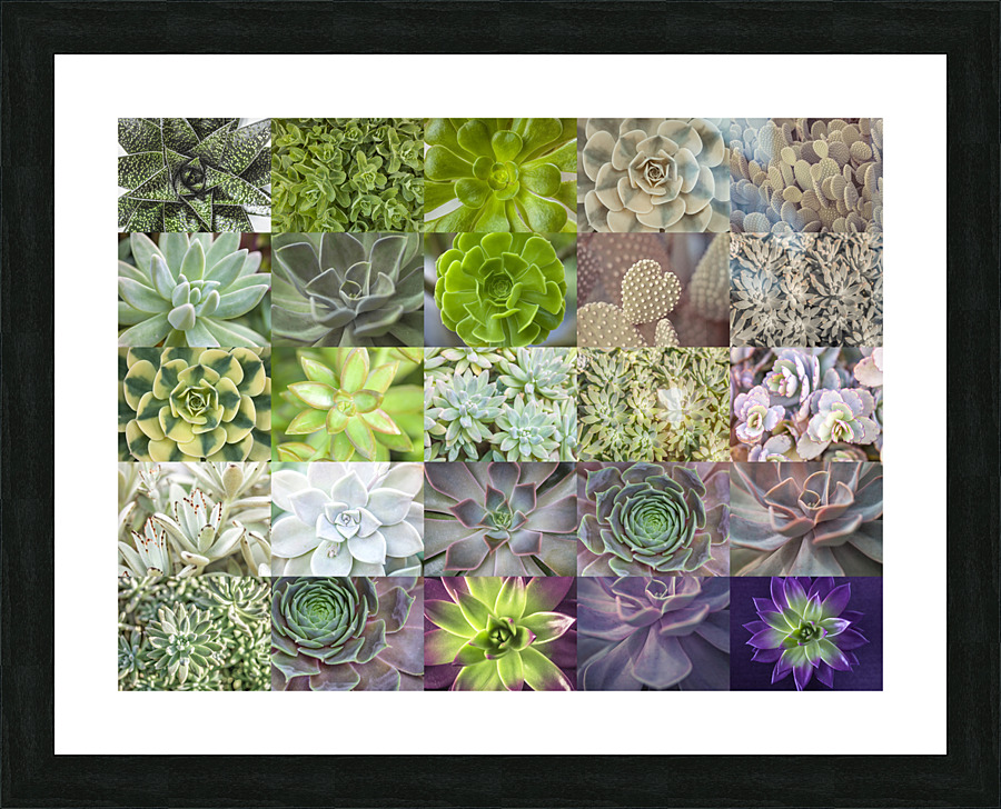 Succulents Collage Picture Frame print