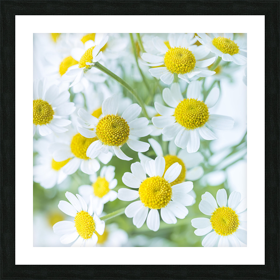 White Daisies Picture Frame print