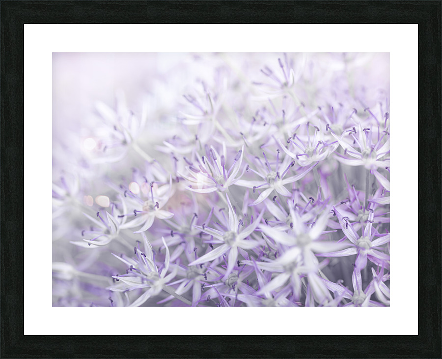 Allium flowers Picture Frame print