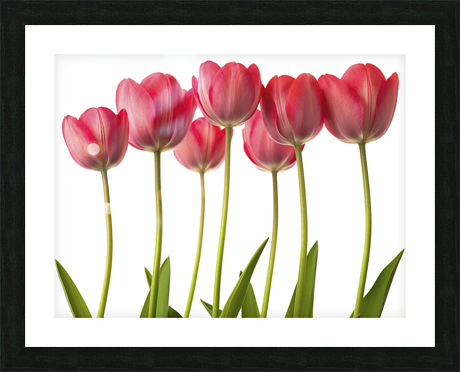 Growing Tulips Picture Frame print