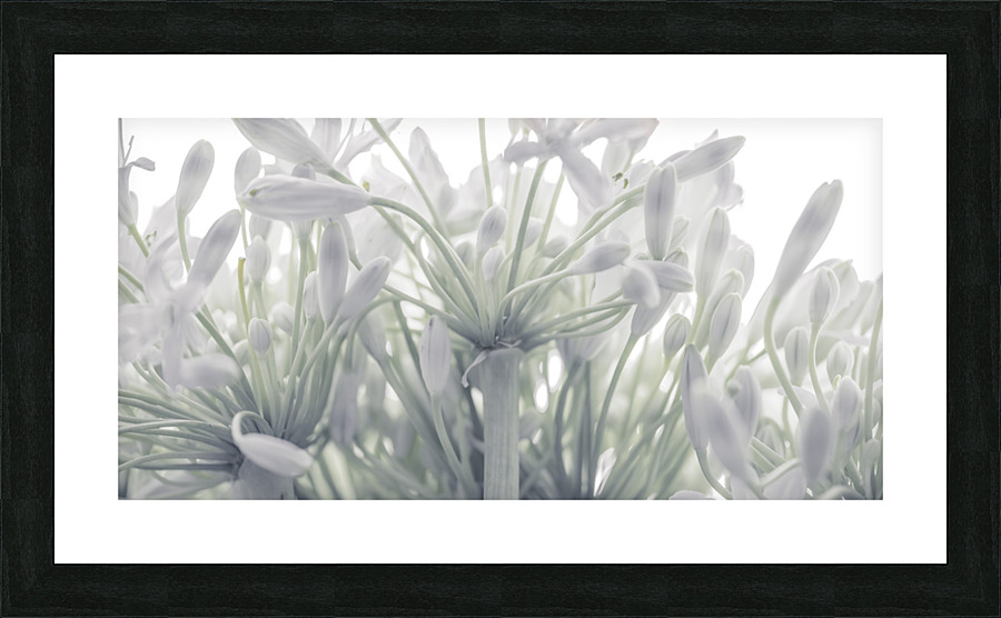 African Lily Picture Frame print
