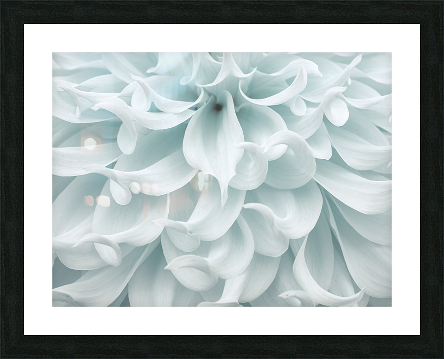 Dahlia close-up Picture Frame print