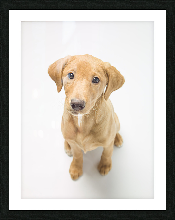 Cute Puppy Picture Frame print