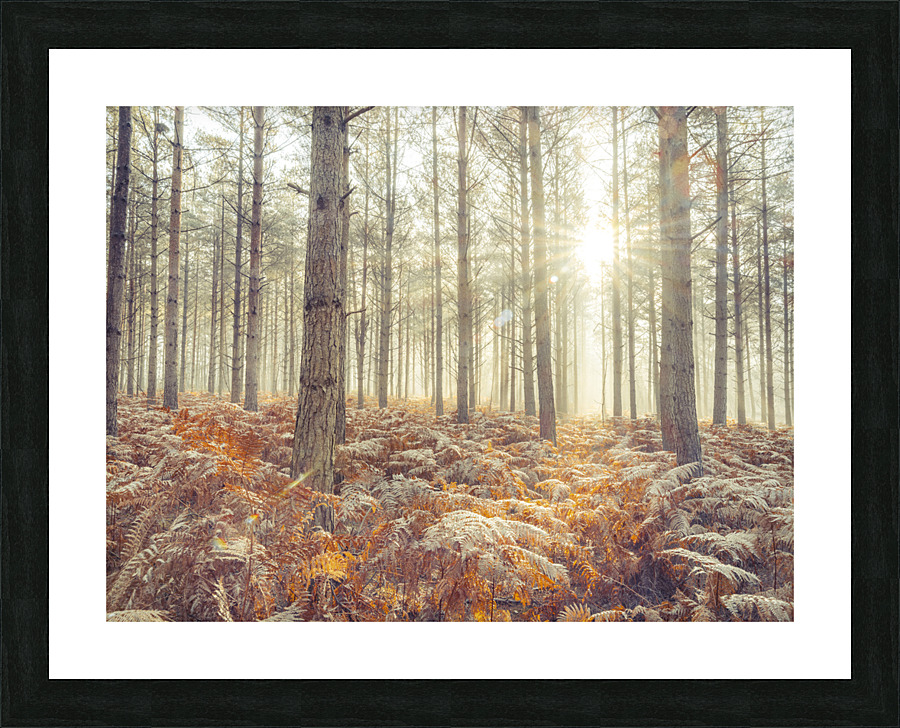 Natures Illumination Picture Frame print