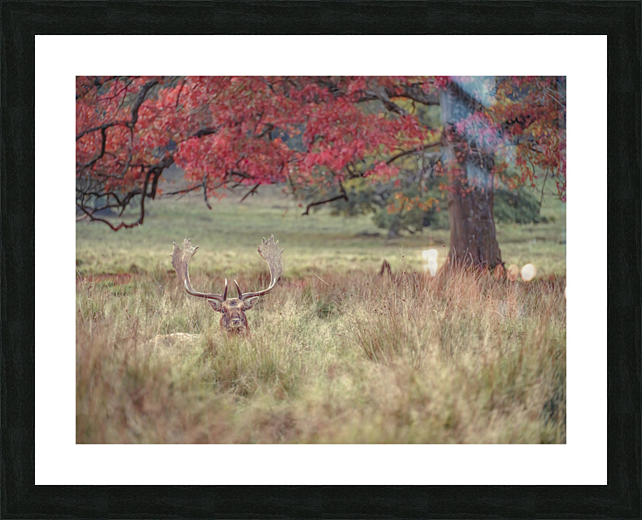 Stag in a field Picture Frame print