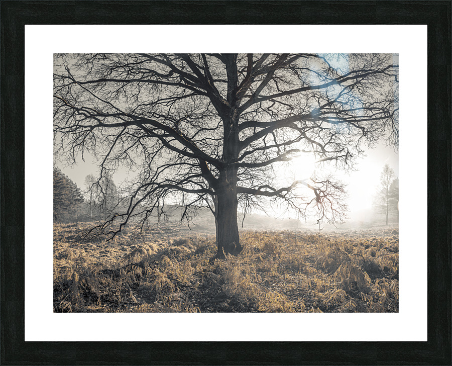 Misty Tree Picture Frame print