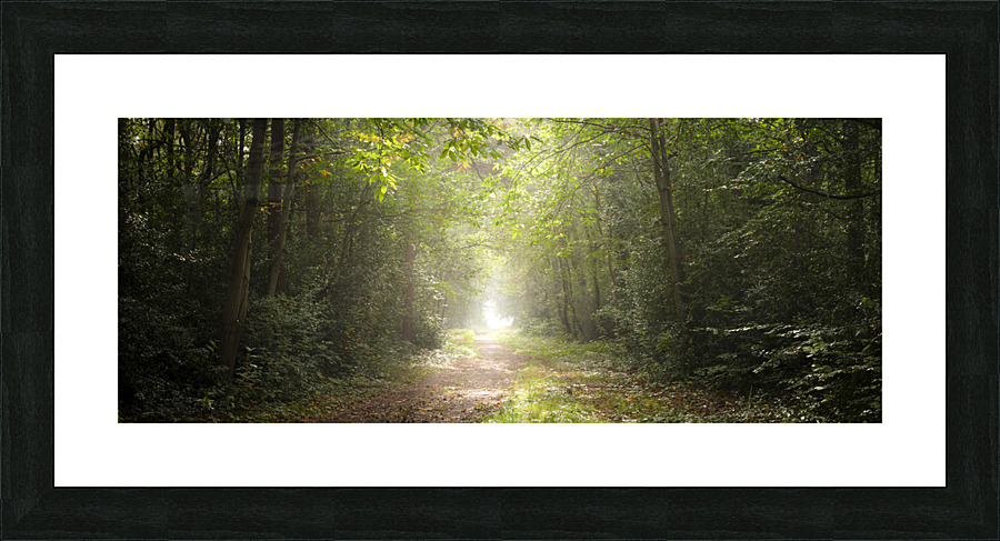 Pathway through misty forest Picture Frame print