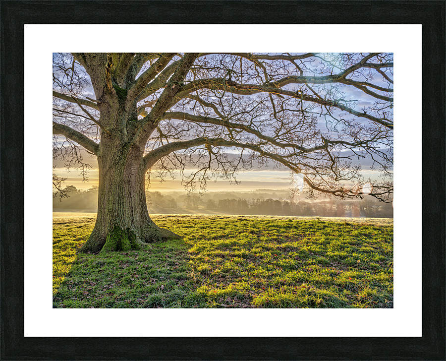 Spreading Branches Picture Frame print