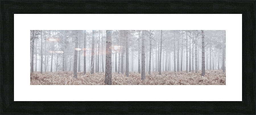 Misty Pine Forest Picture Frame print