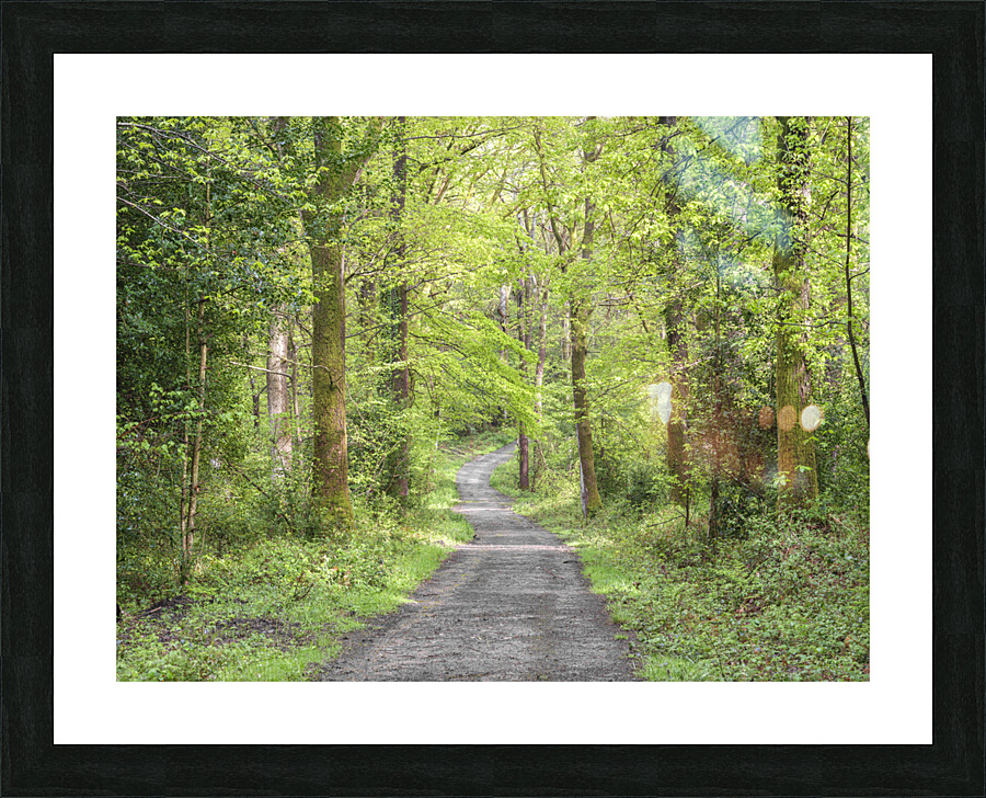Pathway through forest Picture Frame print